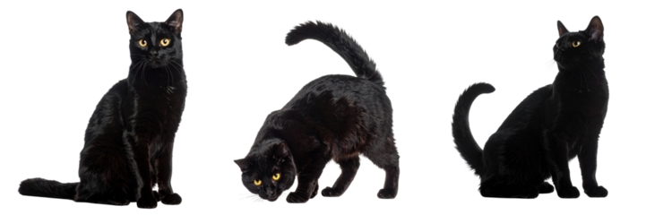 Triple Threat: Capturing three elegant black cats in dynamic poses, each showcasing sleek fur, expressive eyes, and a mysterious charm. This photo celebrates feline beauty and grace.