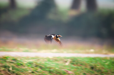 Asian Pied Starling