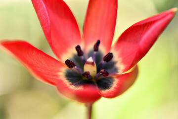 Macro shot of single orchid, tulipa akamasica endemic to Cyprus, flower with intricate purple, brown, and green details on single stem. Image highlights the beautiful and unique shape of the flower.