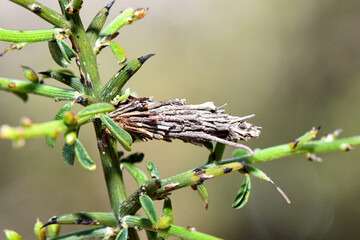 A spindle-shaped larval case or 