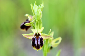 Macro shot of a rare Bee Orchid (Ophrys apifera) blooming in Akama, Cyprus. Wild orchid with unique insect-like flower shape against a soft green natural bokeh background.