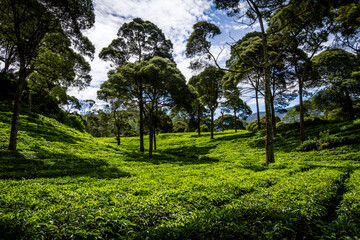 Lush green tea plantation under tall shade trees with bright daylight and blue sky. A peaceful and fertile agricultural scene perfect for nature, farming, and eco-tourism visuals.