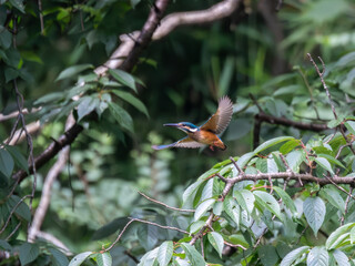 獲物を探して飛び回るカワセミ