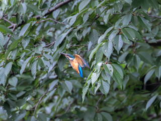 獲物を探して飛び回るカワセミ