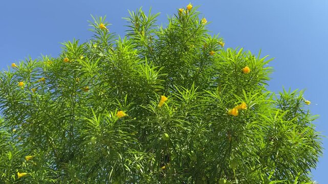 Cascabela thevetia, commonly known as the Yellow Oleander with vibrant yellow, trumpet-shaped flowers and green fruit on the blue sky background, selective focus