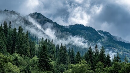 Fototapeta premium Majestic Araffes amidst Cloudy Mountain Peaks, Radiant Forest and Autumn Hues Perfect for RelaxationFocused Projects.