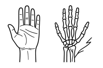Obraz premium Anatomical Hand Doodle. Hand-drawn doodle illustration hand and wrist hand icon, wrist joint, palm lines, fingers, thumb, carpal