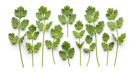 Fresh green cilantro leaves arranged neatly on a white background, showcasing their vibrant color and delicate structure.