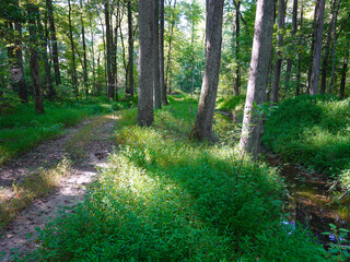 A stream and forest trail at dusk