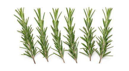 Fresh green rosemary sprigs arranged neatly on a white background, showcasing their aromatic leaves and vibrant texture.