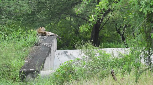 Wide shot of wild male leopard or panther or panthera pardus sitting on anicut cement wall in natural green background in monsoon season safari at jhalana forest reserve jaipur rajasthan india asia