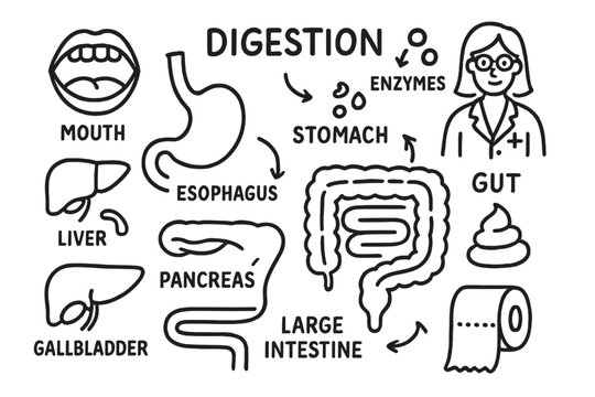 Digestive System Doodle. Hand-drawn doodle illustration digestive system mouth, esophagus, stomach, small intestine, large
