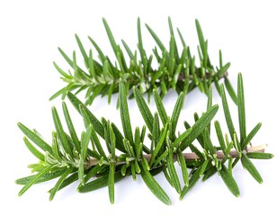 Fresh rosemary sprigs on white background