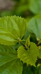 Close up of green hibiscus leaves and buds in natural light conditions