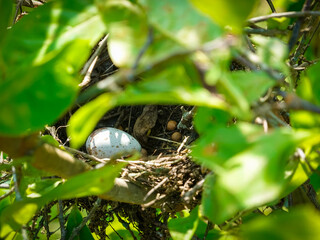 Mourning Dove's egg in the abandoned nest of another species of bird