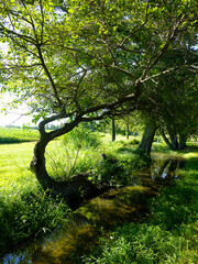 A fallen tree by a stream still lives, bends and twists