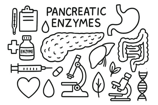 Pancreas Anatomy Doodles. Hand-drawn doodle illustration pancreatic enzymes anatomy pancreas, enzyme bottle, stomach, intestines,