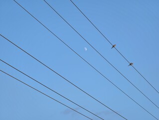 Birds perched on power lines against a clear blue sky with a crescent moon