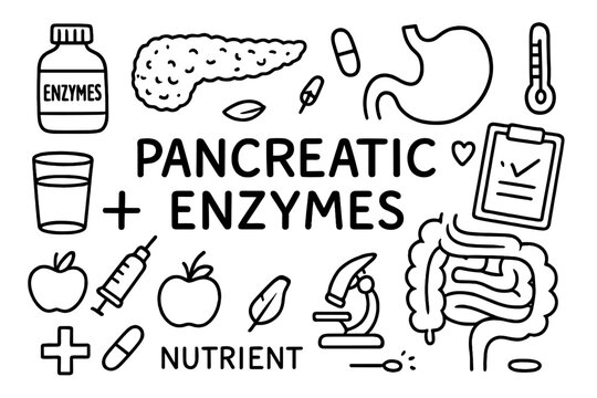 Pancreatic Enzyme Doodle. Hand-drawn doodle illustration pancreatic enzymes digestion enzyme bottle, pancreas, stomach, intestines