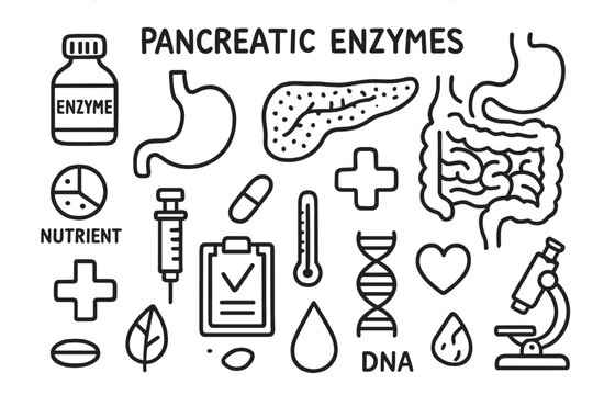 Pancreatic Enzyme Doodles. Hand-drawn doodle illustration pancreatic enzymes enzyme function pancreas, enzyme bottle, stomach,