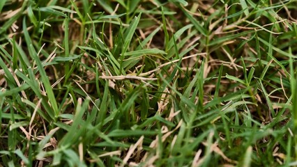 Close up of green grass blades in a lawn or field on a sunny day