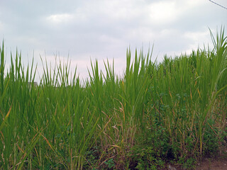 Tall Green Grass Field Under Cloudy Sky