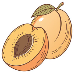 Illustration of a whole apricot and a halved apricot showing the pit and flesh