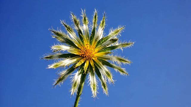 yellow flower against blue sky