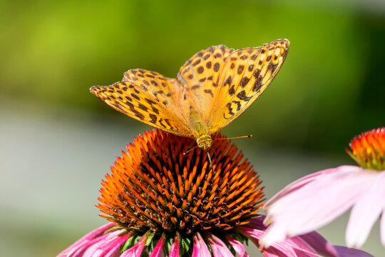 The Greater Fritillary (Argynnis paphia) is a diurnal butterfly from the Nymphalidae family sitting on an Echinacea flower.
