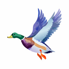 Fototapeta premium Flying watercolor duck isolated hand drawn mallard bird illustration for prints, cards and kids decor