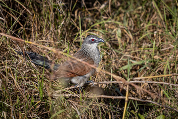White-browed coucal in the grass