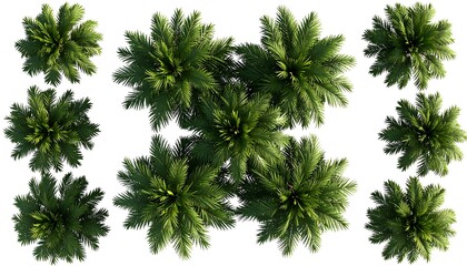 Overhead view of multiple palm trees (1)