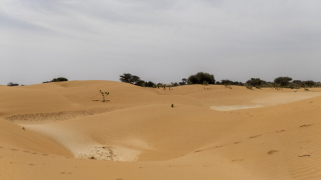 View of undulating golden sand dunes punctuated by sparse, resilient vegetation under a muted sky, creating a stark yet beautiful landscape, Yusufari Tulo Tulo, Yobe, Nigeria.