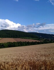 Countryside Wheatfield Landscape