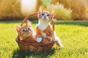 Portrait of two small kittens in a basket on the grass on a sunny summer day © Mykhailo