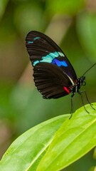 Fototapeta premium Butterfly on Leaf Close-Up