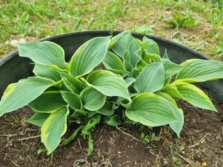 Green hosta plant growing in a planter with vibrant foliage  