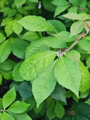 Vibrant Green Leaves of a Bush on a Sunny Day