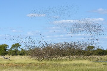 Blutschnabelwebervögel (quela quela) fliegen zum Wasserloch im Etoscha Nationalpark