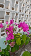 bougainvillea flowers in a garden