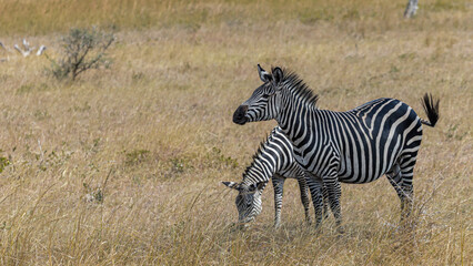 Zebras in the savannah in Tanzania