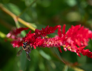 Red Celosia flowerbed (also known as Cockscomb), with bee pollinating
