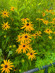 Black eyed susan in a public park