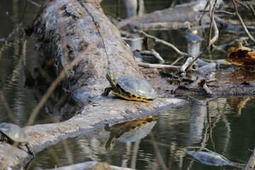 Gelbwangen-Schmuckschildkröte