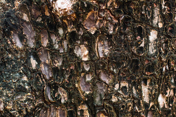 dry tree bark texture and background, nature concept