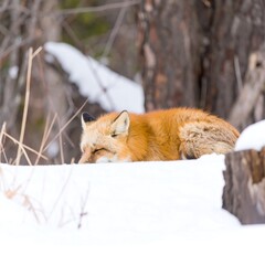 Fototapeta premium Red fox resting in snow