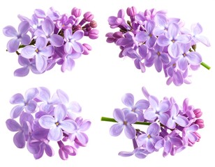 Four close-up lilac flower clusters