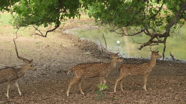 slow motion full shot of wild big antler male spotted deer or chital or axis deer or axis axis herd or family walking in pattern winter season safari ranthambore national park forest rajasthan india
