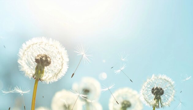 青空に舞うたんぽぽ　風に乗る綿毛の瞬間