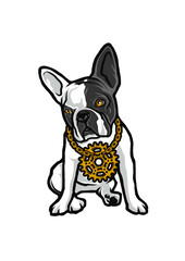 english bulldog puppy